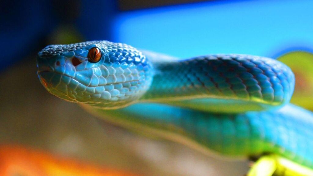 Serpiente en el agua: ¿Qué revela tu sueño?