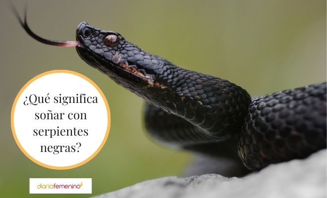 Serpiente en sueños: ¡Domina tus miedos y toma el control!