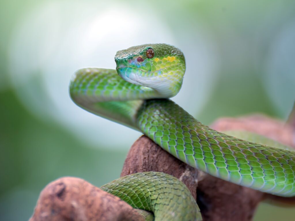 Serpiente gigante: ¿mensaje maligno o señal de transformación?