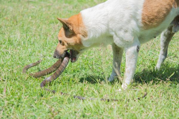 Serpiente mordiendo a un perro en sueños: ¿Qué significa?