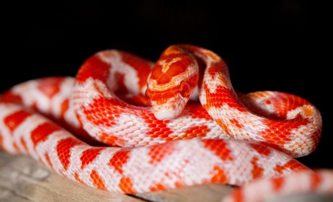 Serpiente roja que muerde en sueños: ¿Qué mensaje te envía?