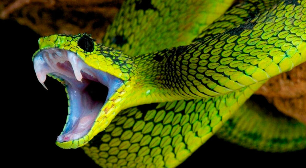 Serpiente verde te muerde en la mano: ¿Qué significa?