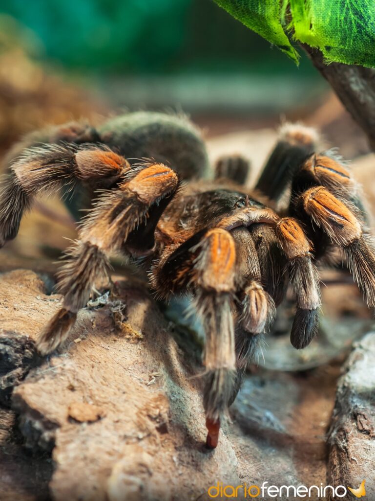 Serpiente vs tarántula: un sueño que revela tu fortaleza interior