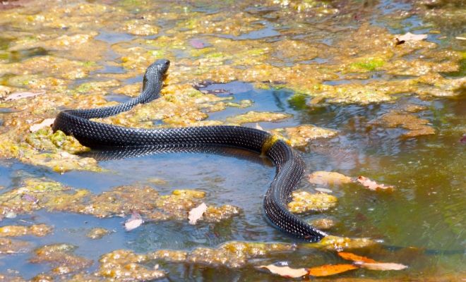 Serpientes en agua sucia: ¿mal presagio o mensaje oculto?