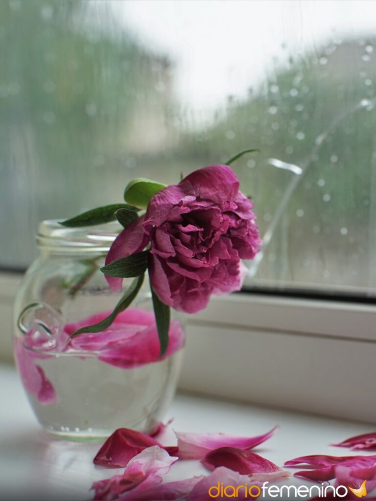 Significado de soñar con flores secas: interpretación en un jardín