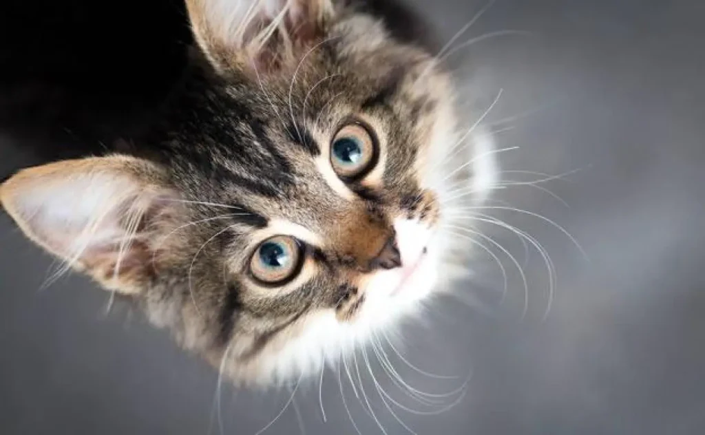 Significado de soñar con gato matando toro: interpreta tu sueño