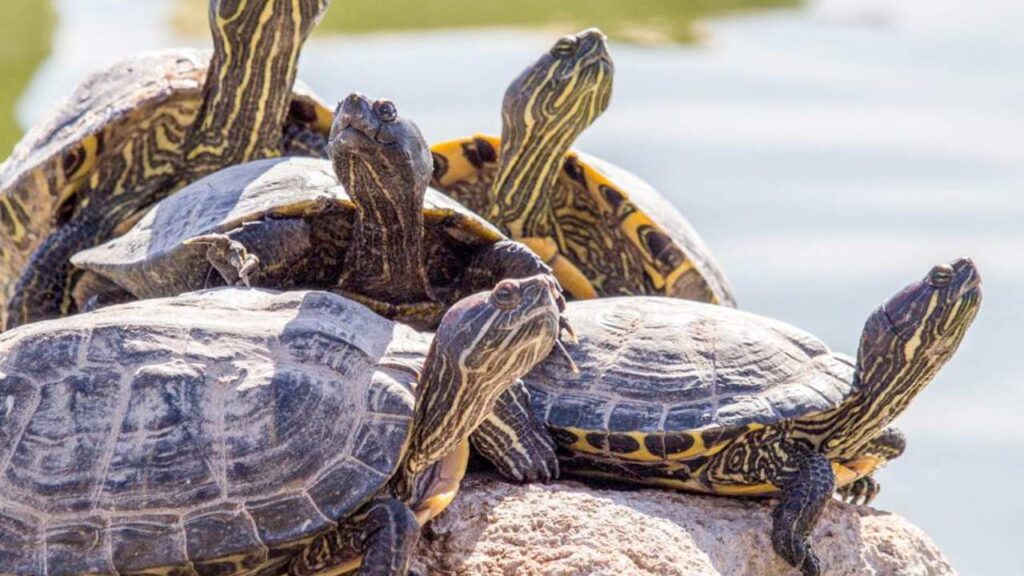 Significado de soñar con múltiples tortugas de distintos tamaños