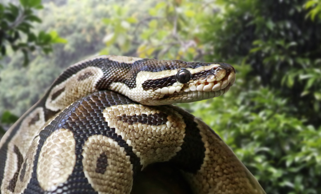 Significado de soñar con serpiente gigante persiguiéndote