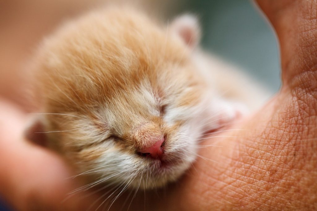 Significado de sueño con gatos pequeños de colores