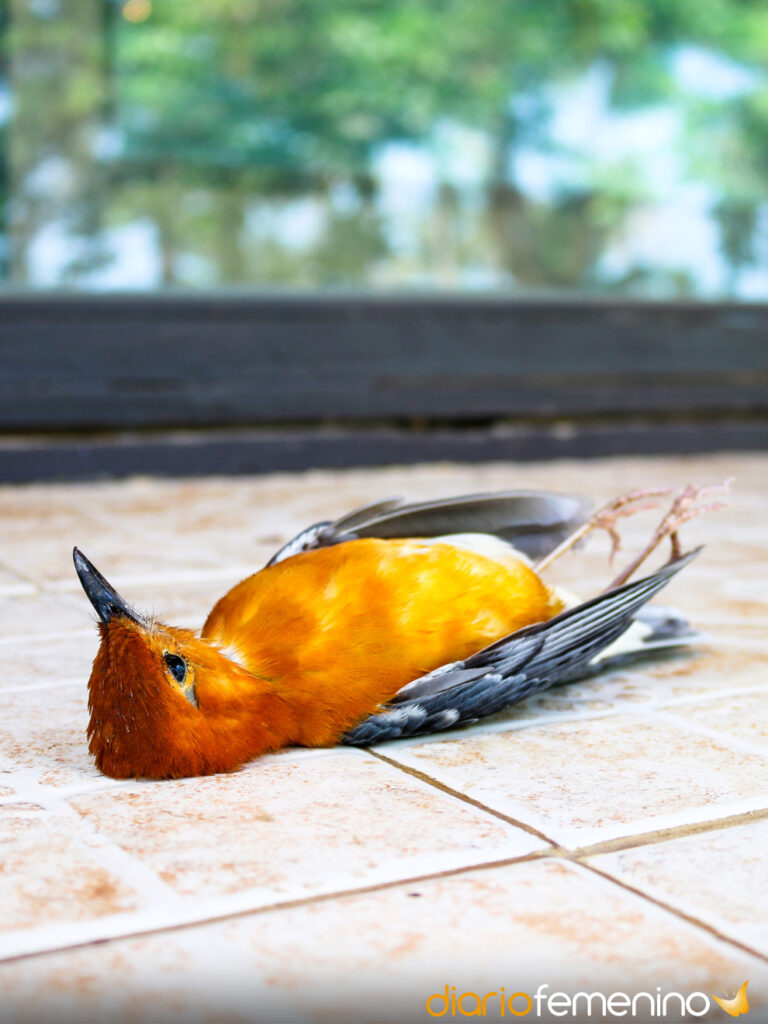 Significado de sueños: Pájaros muertos en agua, ¿mal presagio?