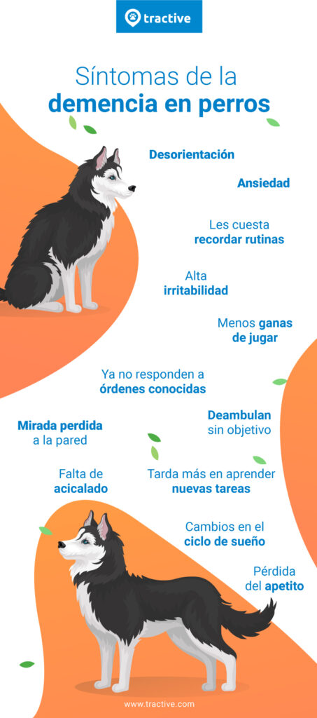 Síntomas de enfermedades en perros: falta de apetito y somnolencia