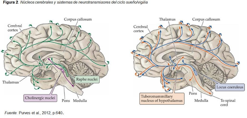 Sistemas de alerta cerebral para un sueño reparador