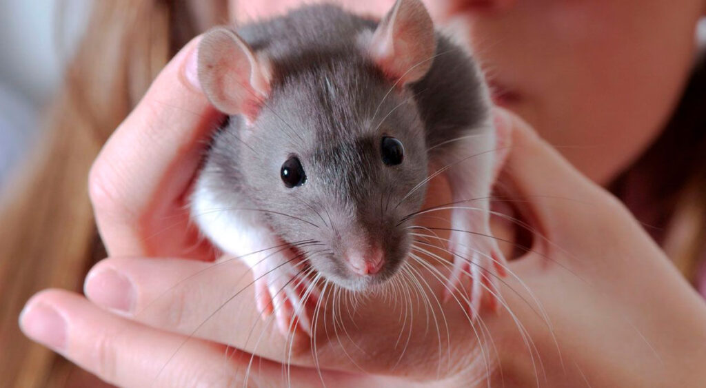 Sorprendente sueño: una rata te muerde en el dedo