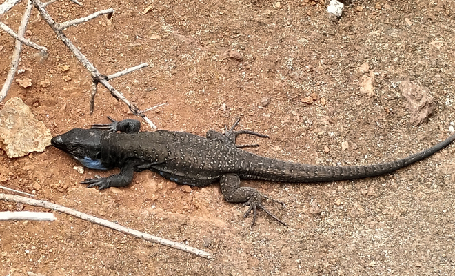 ¡Sorpresa! Descubre el significado de soñar con un lagarto negro