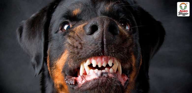 ¿Sueñas con un perro agresivo? Descubre su significado aquí
