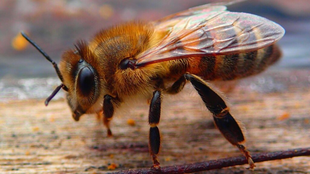 Sueño afectado por abeja: ¿Cómo funciona?