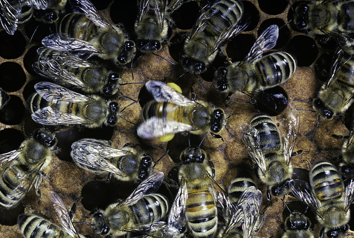 Sueño con abejas picando: ¿Qué significa? Encuentra la respuesta aquí