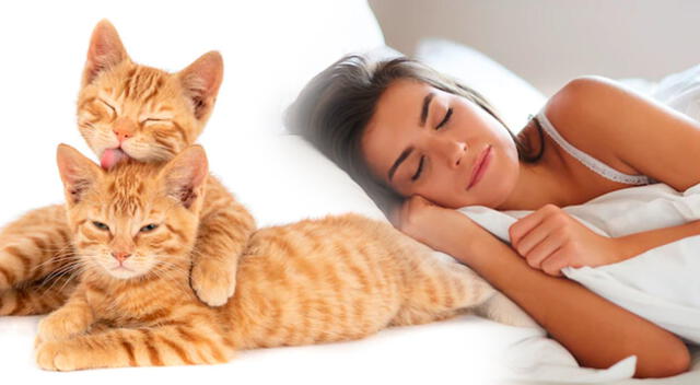 Sueño con gatitos y su madre: descubre su significado