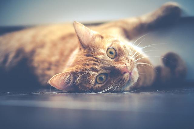 Sueño con gatos salvajes: ¿Mensaje divino o simple ficción?