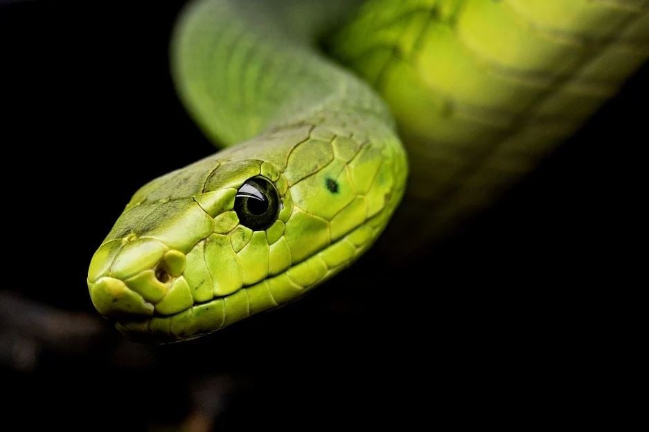 Sueño con novio y serpiente: ¿Qué significa? Descubre aquí