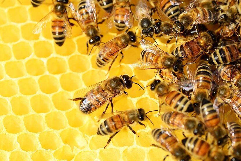 Sueño de abeja: ¿Cómo una simple abeja puede afectar tus sueños?