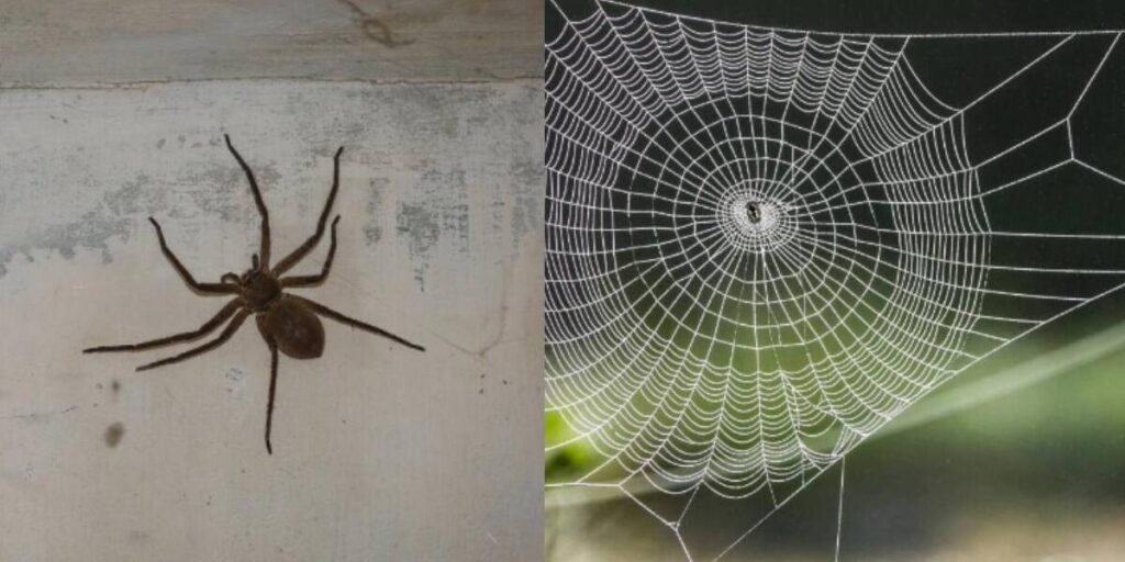 Sueño de arañas en casa: ¿Qué significa? Descubre aquí