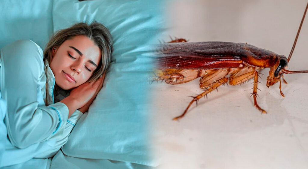 Sueño inquietante: Cucarachas en la cabeza - ¿Qué significa?
