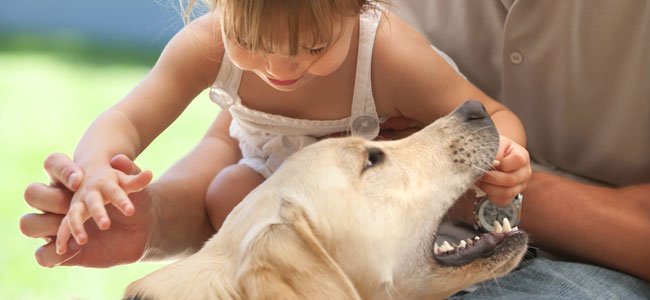 Sueño inquietante: mi hijo mordido por un perro