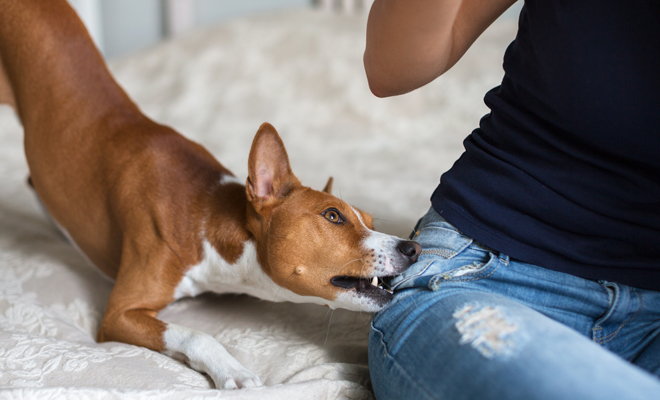 Sueño inquietante: perro que roza la pierna con fuerza