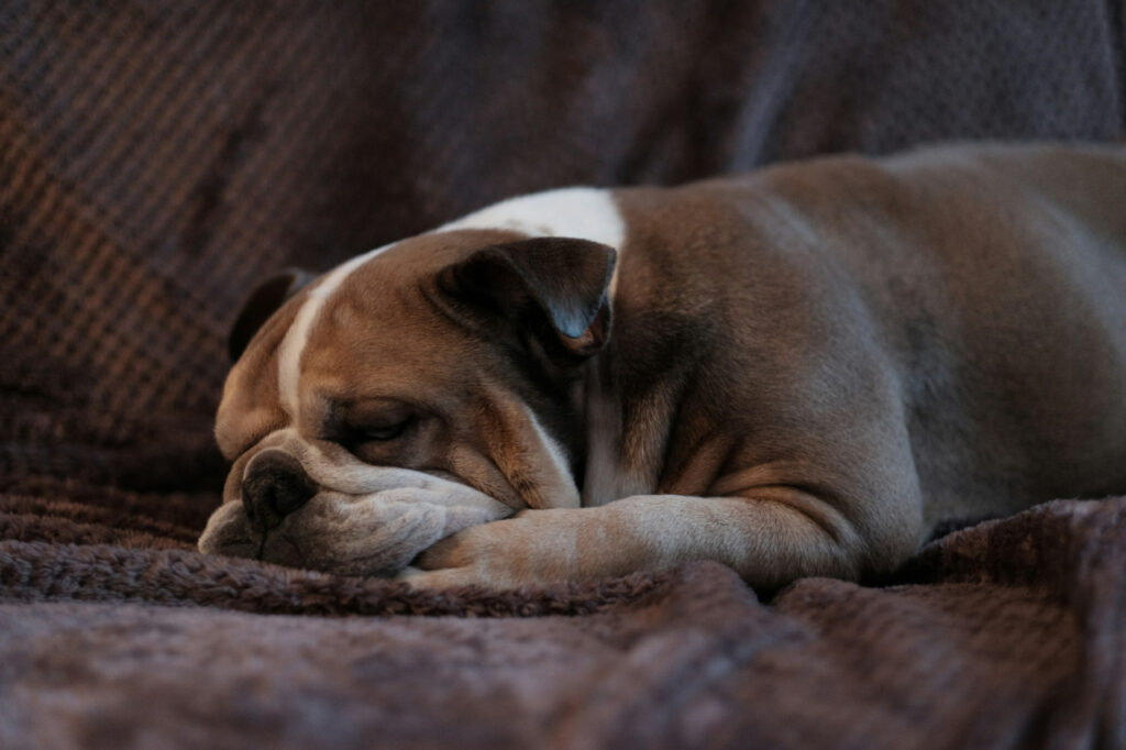 Sueño inquietante: un perro sin patas en mi mente