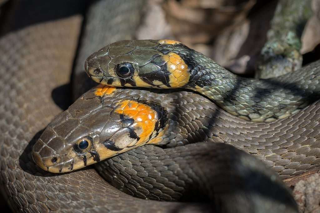 “Sueño perturbador: una serpiente devora a otra”