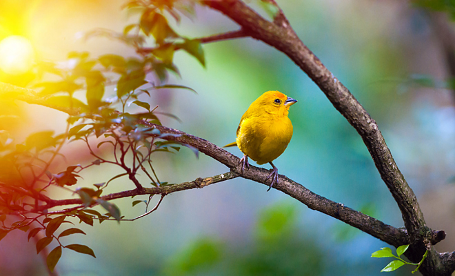 Sueño revelador: pájaro amarillo cruza mi cabeza