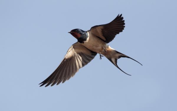 Sueño revelador: pájaro amarillo y cruzada de cabeza por una S