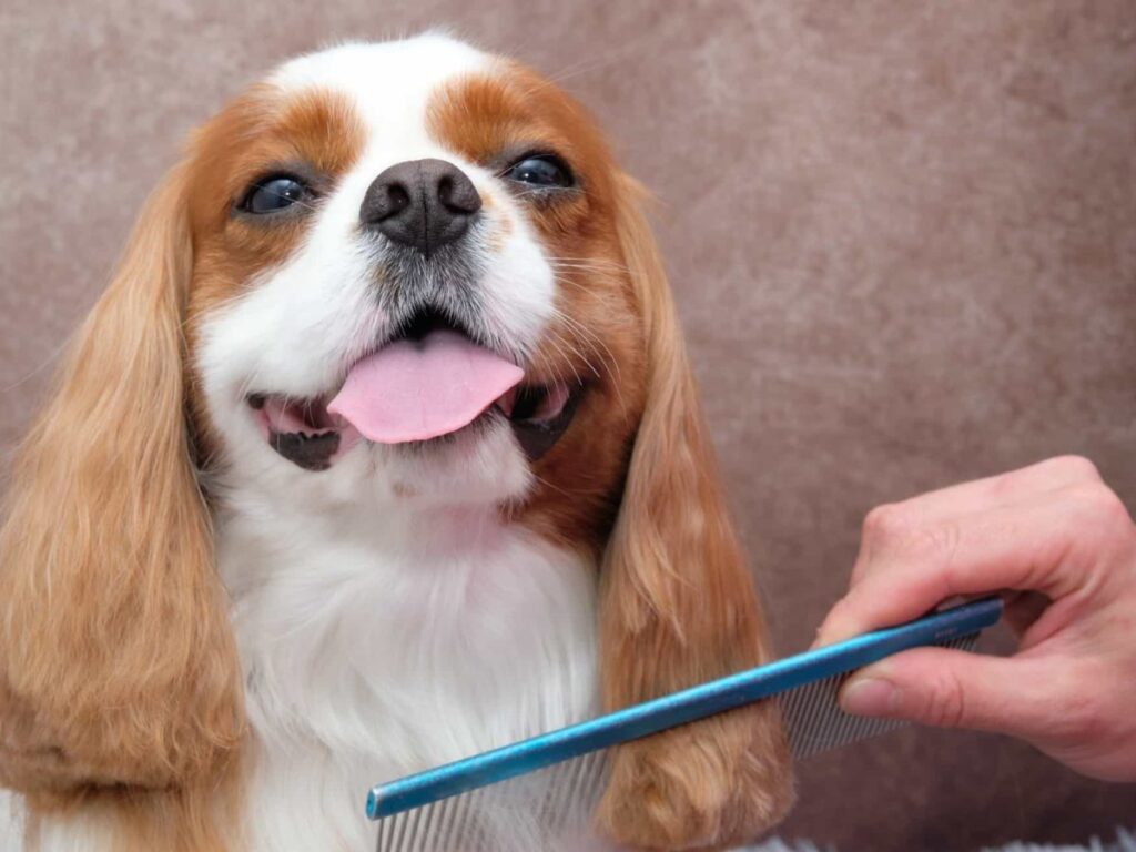 Sueño revelador: Perro de pelo brillante, ¿qué significa?