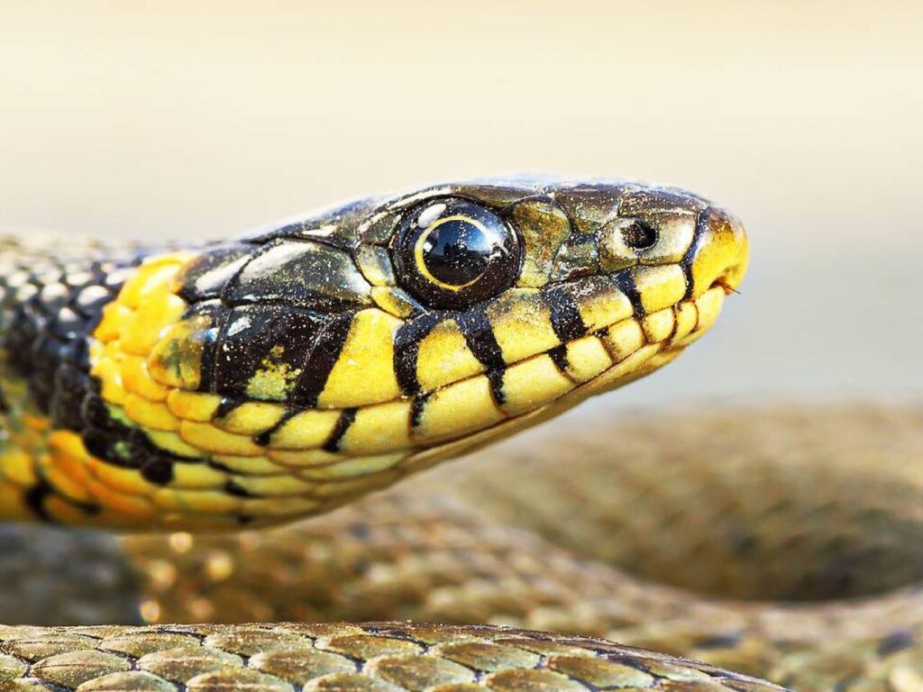 Sueño sigiloso: la serpiente que se desliza en la noche