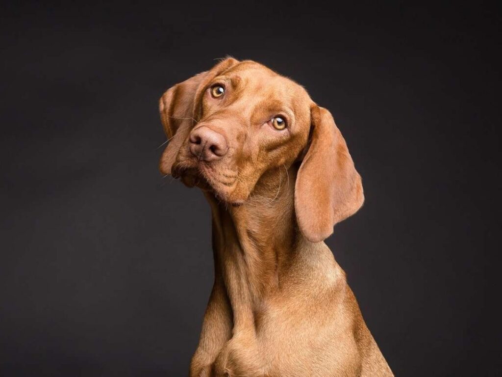 Sueño violento: Pelear y matar a un perro