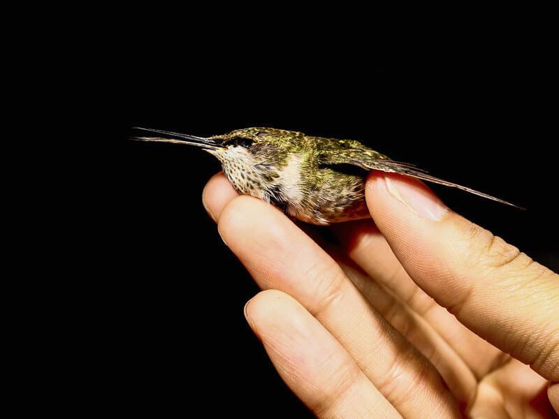 Sueño vivo: tus manos, colibríes de verano