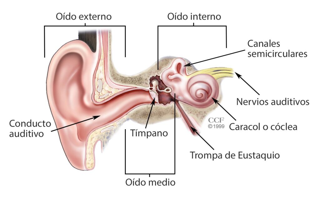 ¿Sueño, vómito, mareo y oídos tapados? Descubre las posibles causas