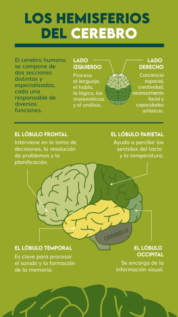 Sueño y memoria: ¿Qué hemisferio procesa mejor?