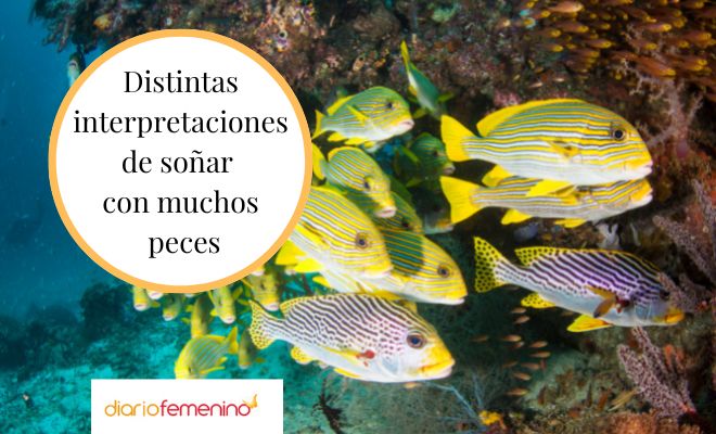 Sueños de agua clara y peces: ¿un mensaje de abundancia y prosperidad?