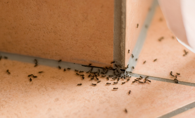 Sueños de niños: ¡Hormigas en la cama! Descubre cómo manejarlo