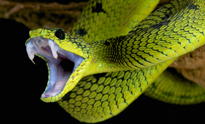 Sueños inquietantes: picadura de serpiente verde en la cara