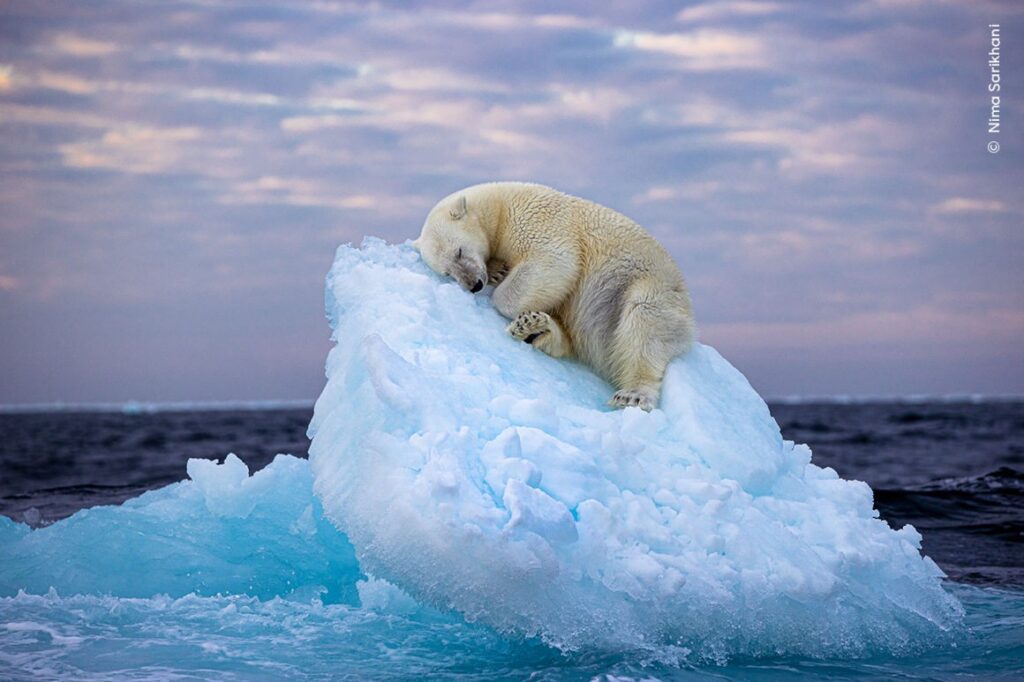 Sueños interpretados por Freud: Oso polar persiguiéndome por la playa