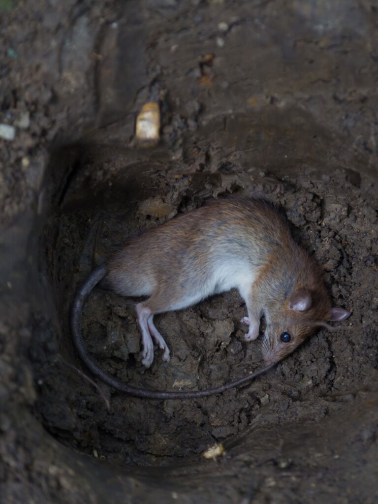 Sueños macabros: Ratas muertas bañadas en sangre