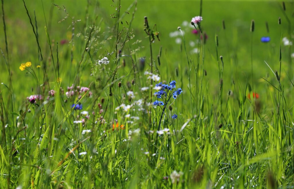 Sumérgete en la naturaleza: sueña con las flores de la pradera