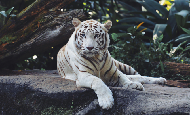 Transformación onírica: Ser un tigre blanco en el sueño