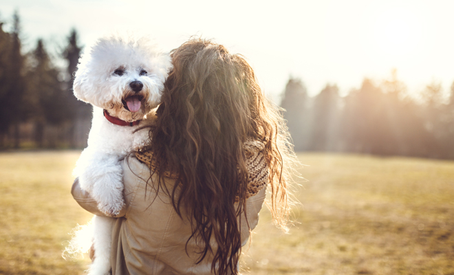 ¿Tu perro se muere en sueños? Descubre su significado