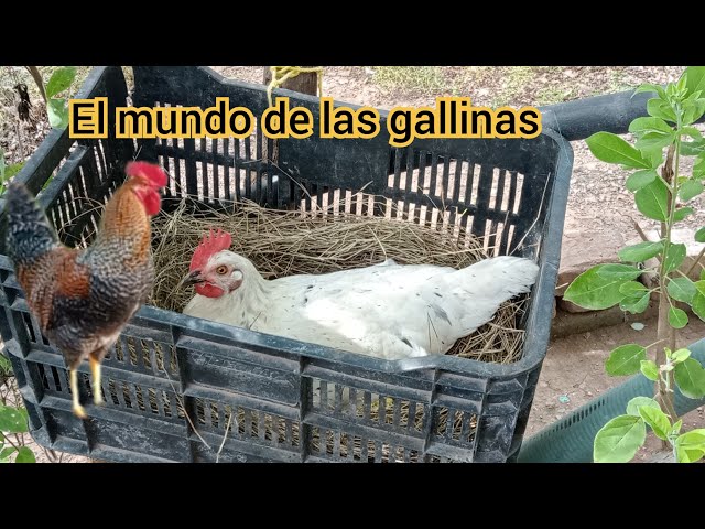 Un mundo de gallinas: el sueño más fascinante