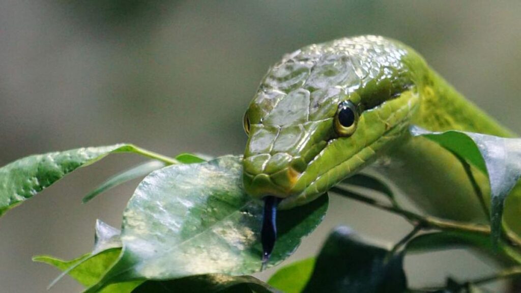 Venciendo tus miedos: Soñar que matas a una serpiente con un cuchillo