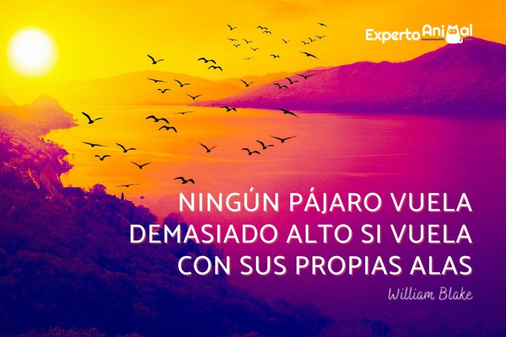 Vuela y nada: la vida es un sueño que el ave y el pez comparten